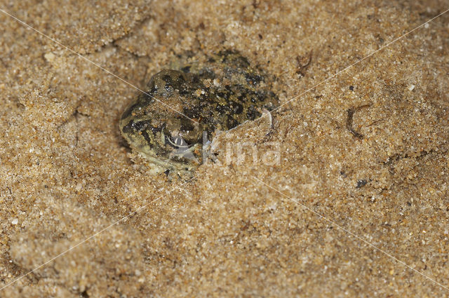 Western spadefoot (Pelobates cultripes)