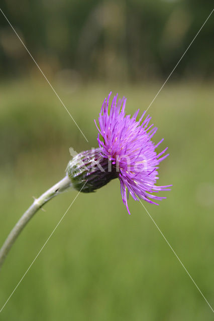 Meadow Thistle (Cirsium dissectum)