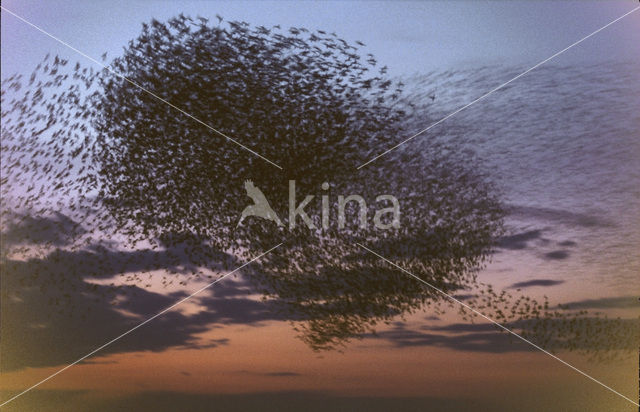 European Starling (Sturnus vulgaris)