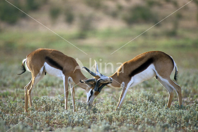 Springbok (Antidorcas marsupialis)