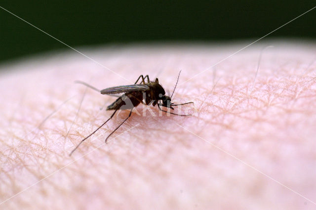 northern house mosquito (Culex pipiens)