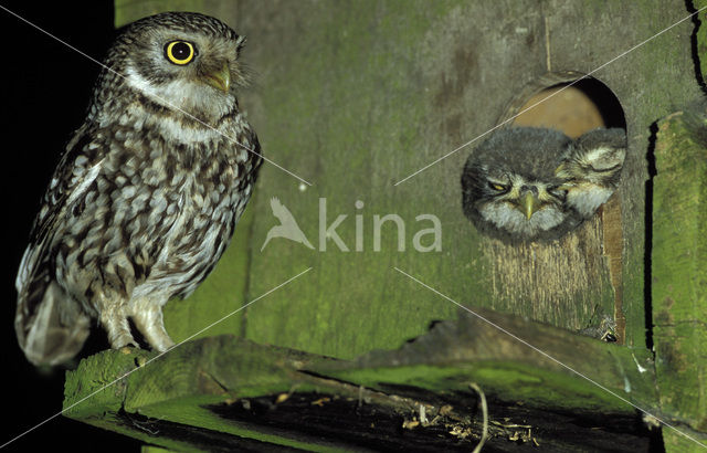 Steenuil (Athene noctua)