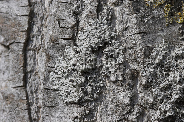 Stekelig vingermos (Physcia leptalea)