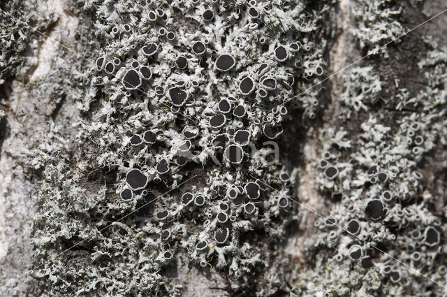 Rosette lichen (Physcia leptalea)