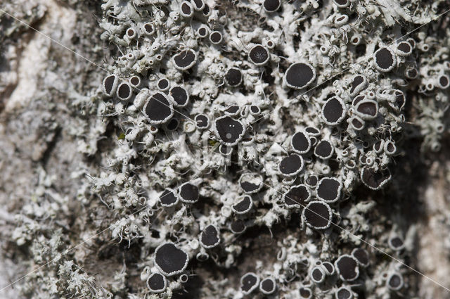 Rosette lichen (Physcia leptalea)