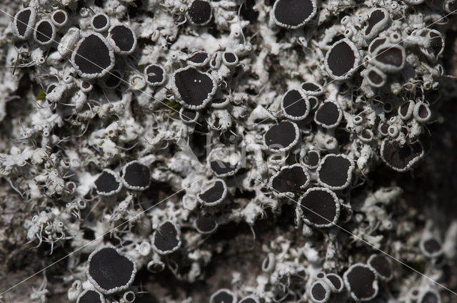 Rosette lichen (Physcia leptalea)