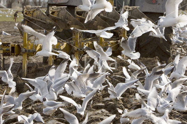 Stormmeeuw (Larus canus)