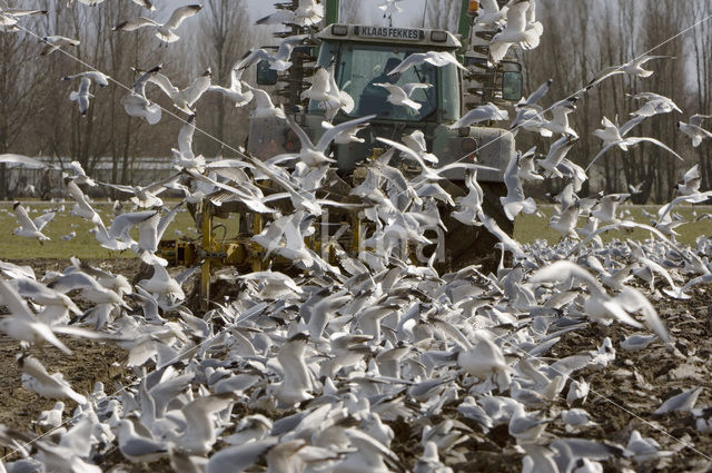 Stormmeeuw (Larus canus)