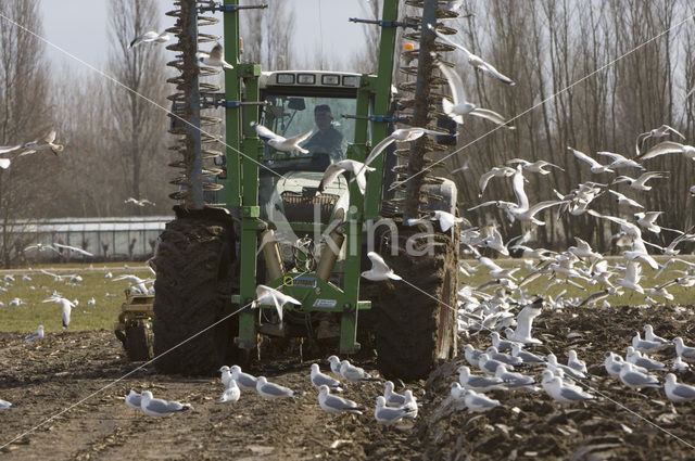 Stormmeeuw (Larus canus)