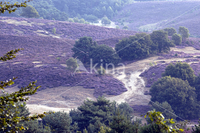 Struikheide