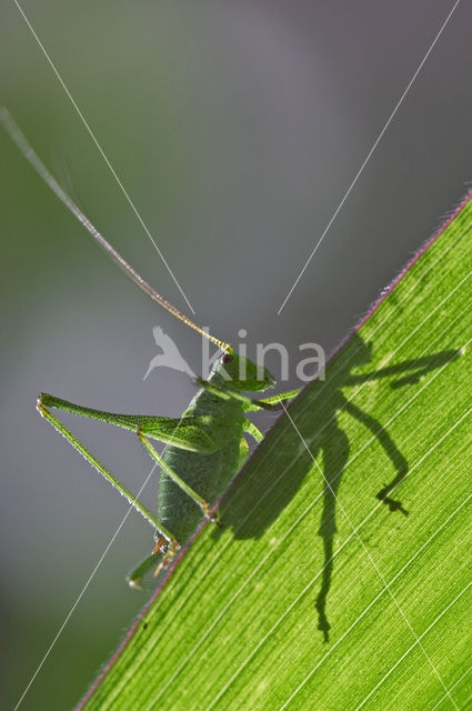 Struiksprinkhaan (Leptophyes punctatissima)