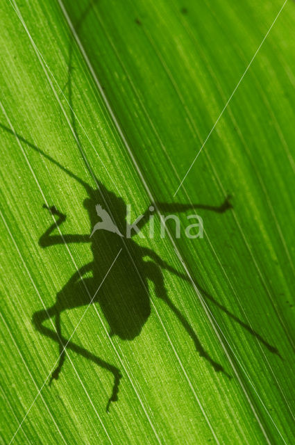 Struiksprinkhaan (Leptophyes punctatissima)