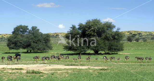 Struisvogel (Struthio camelus)