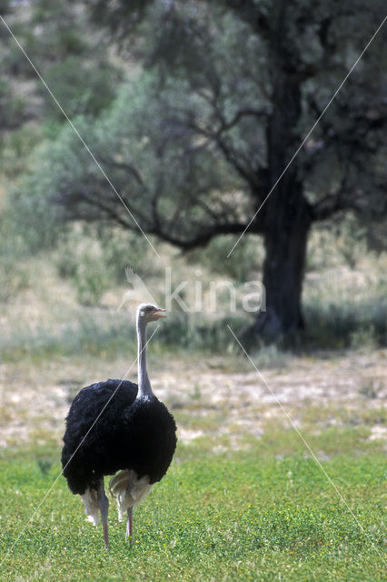 Ostrich (Struthio camelus)