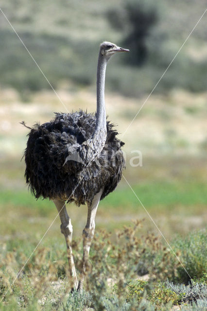 Struisvogel (Struthio camelus)