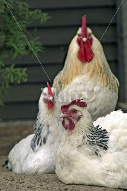 Sussex kip (Gallus gallus)