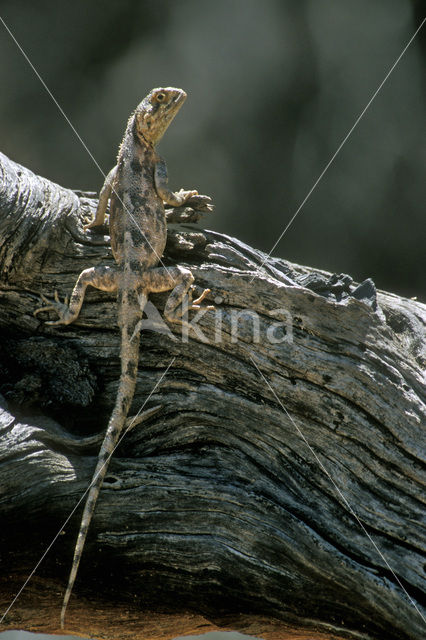 Tanzaniaanse agaam (Agama agama aculeata)