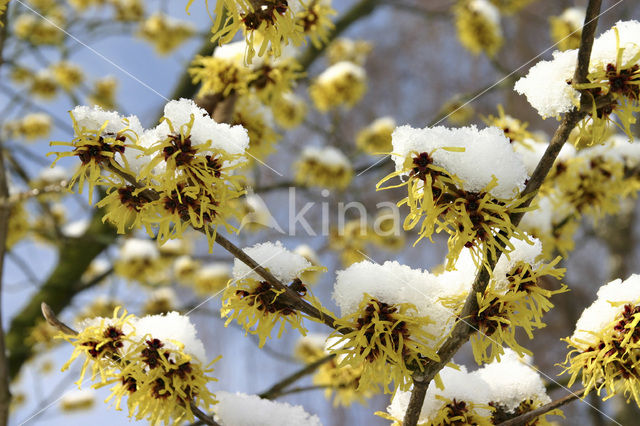 Chinese witchhazel (Hamamelis mollis)