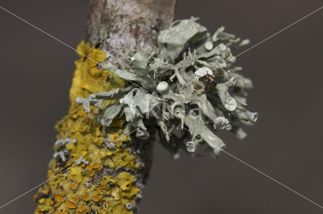 Ramalina fastigiata