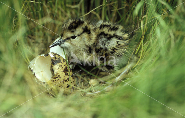 Tureluur (Tringa totanus)