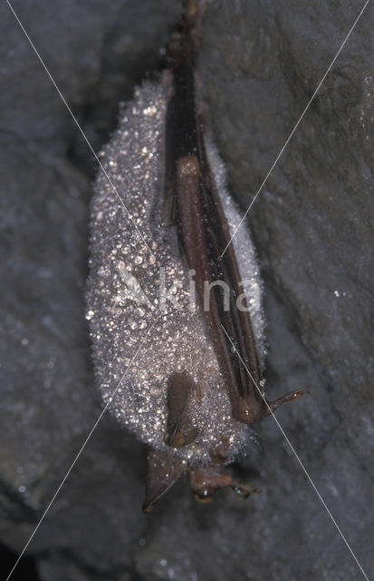 Mouse-eared Bat (Myotis myotis)