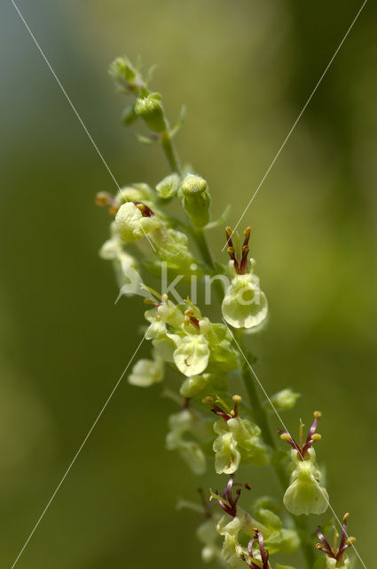 Wood Sage (Teucrium scorodonia)