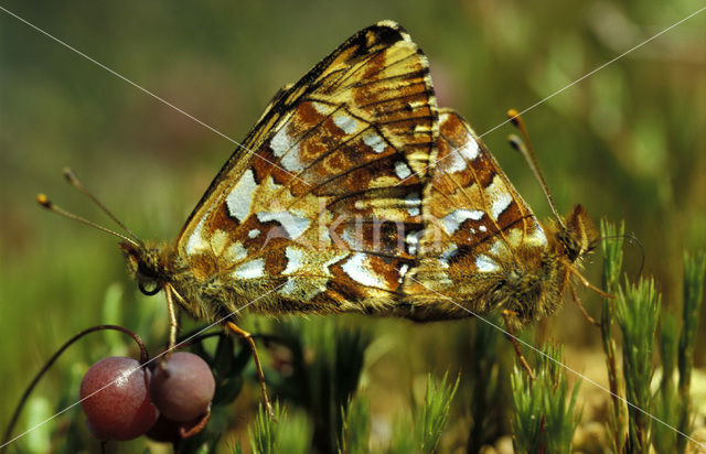 Cranberry Fritillary (Boloria aquilonaris)