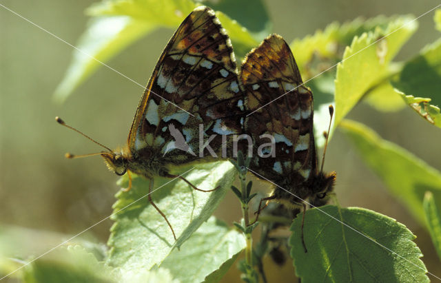 Cranberry Fritillary (Boloria aquilonaris)