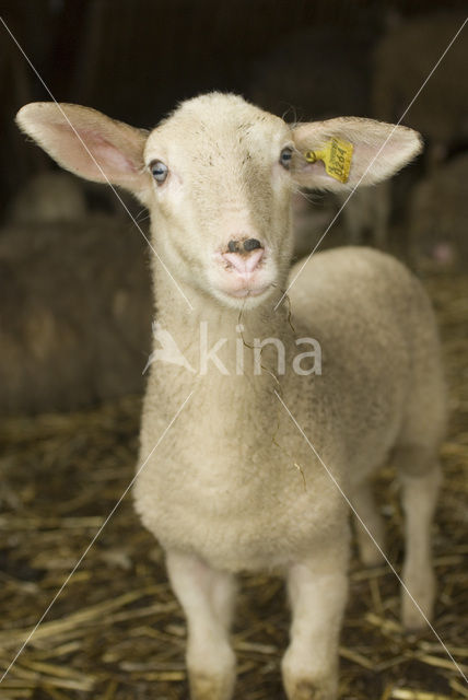 Veluws heideschaap (Ovis domesticus)