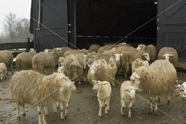 Veluws heideschaap (Ovis domesticus)