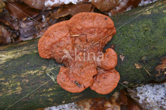 Vermiljoenhoutzwam (Pycnoporus cinnabarinus)