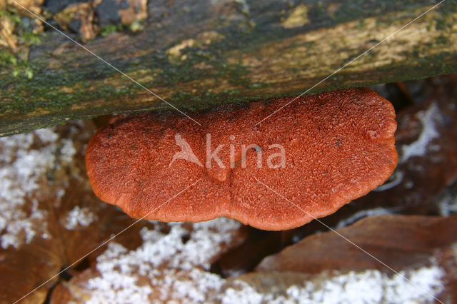 Cinnabar Bracket (Pycnoporus cinnabarinus)