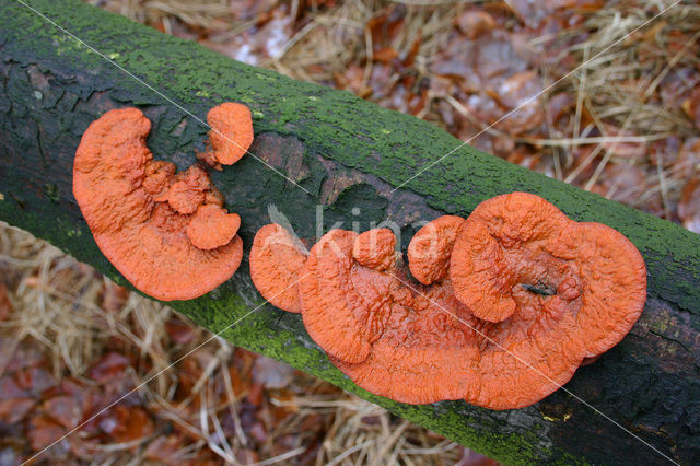 Cinnabar Bracket (Pycnoporus cinnabarinus)