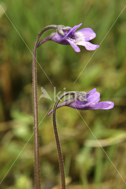Common Butterwort (Pinguicula vulgaris)