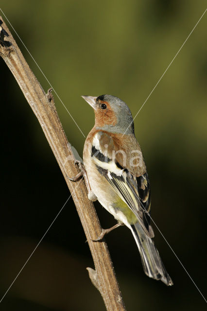 Vink (Fringilla coelebs)