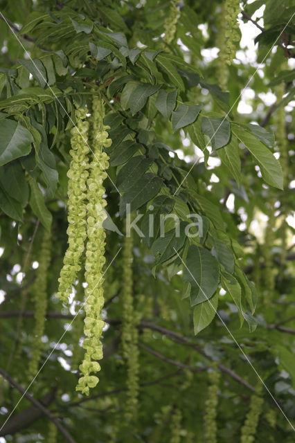 Caucasian Wingnut (Pterocarya fraxinifolia)