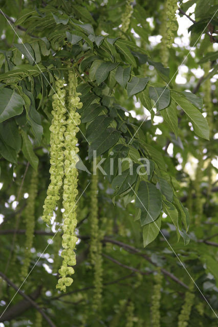 Vleugelnoot (Pterocarya fraxinifolia)