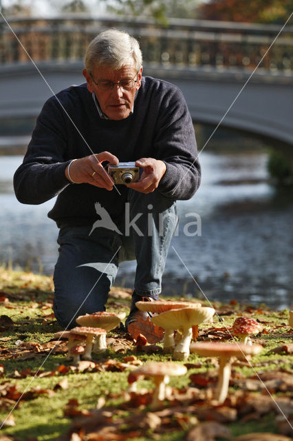 Fly agaric (Amanita muscaria)