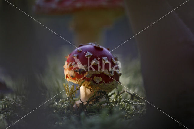Fly agaric (Amanita muscaria)