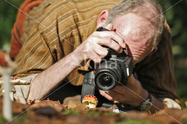 Fly agaric (Amanita muscaria)