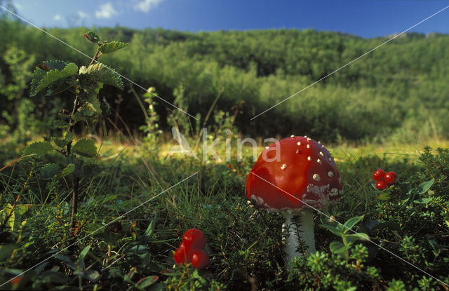 Vliegenzwam (Amanita muscaria)