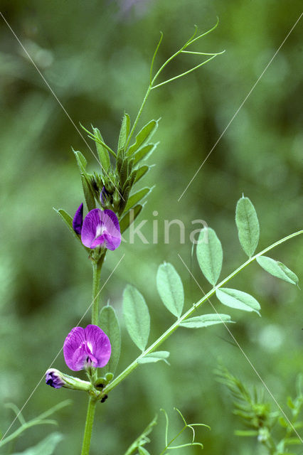 Vogelwikke (Vicia cracca)