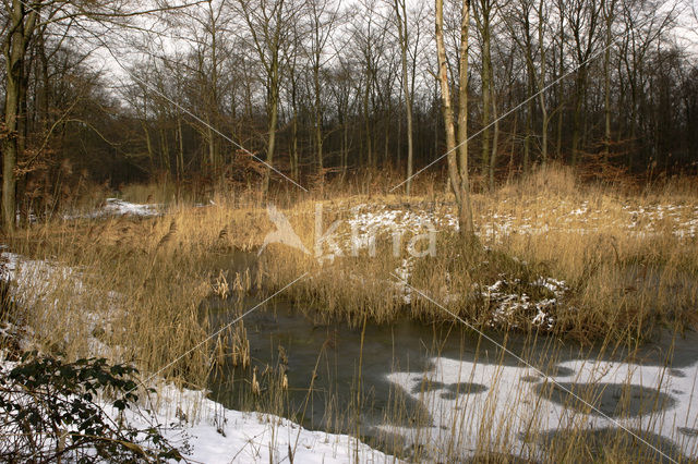 Voorsterbos