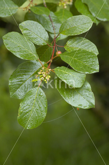 Alder Buckthorn (Rhamnus frangula)