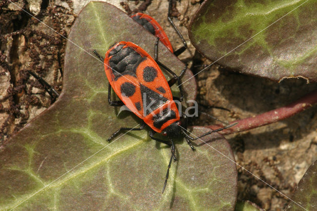 Firebug (Pyrrhocoris apterus)