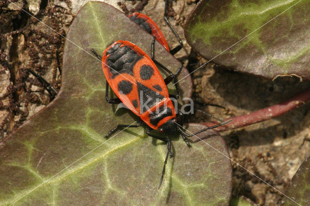 Vuurwants (Pyrrhocoris apterus)