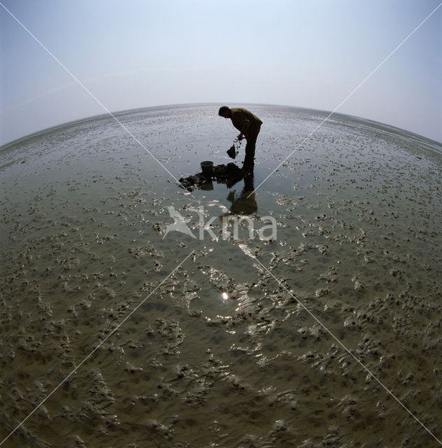 Waddenzee