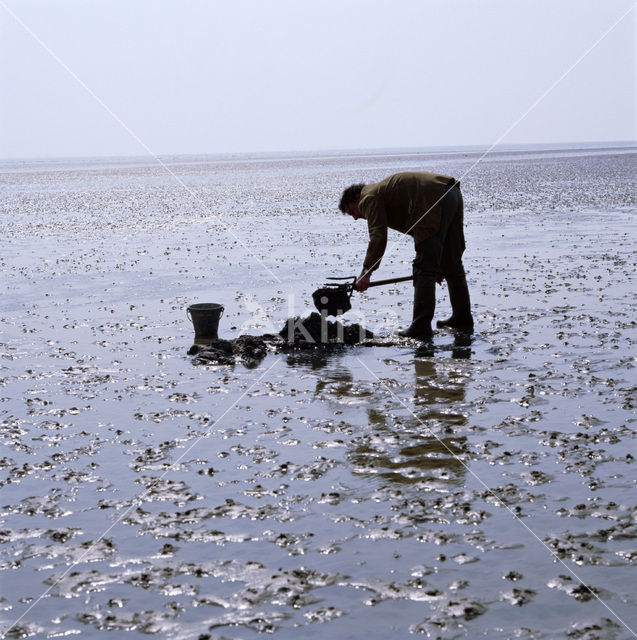 Waddensea