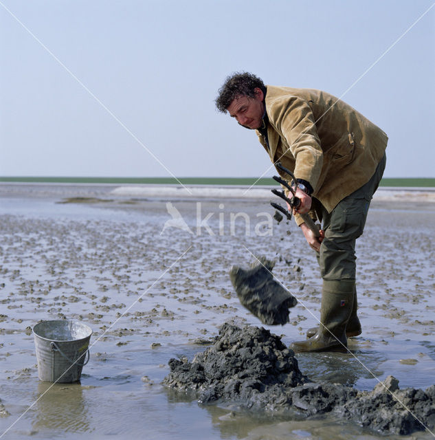 Waddenzee