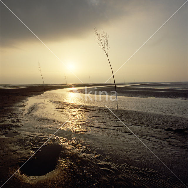 Waddenzee